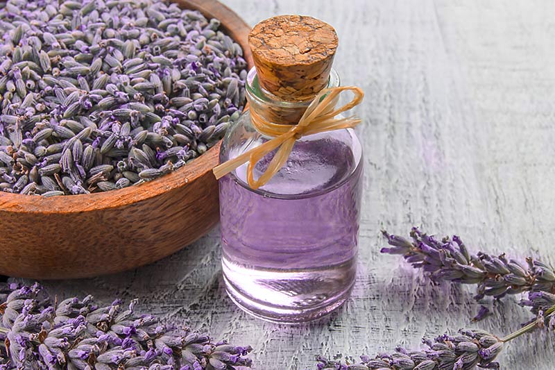 Lavender as a natural treatment option for rosacea.