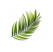 Botox in Phoenix, Vibrant Skin Bar green leaf logo 3